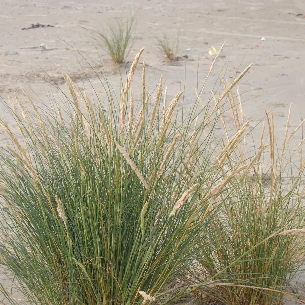 Sporobolus Coarctatus