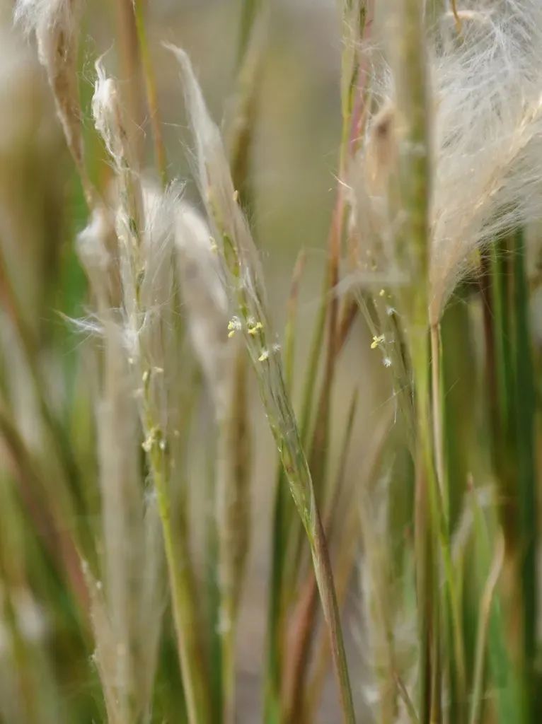 Andropogon Arenarius