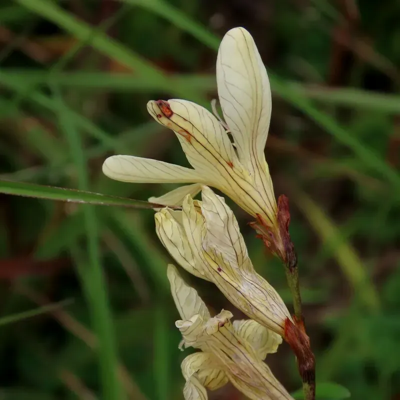 Tritonia Gladiolaris