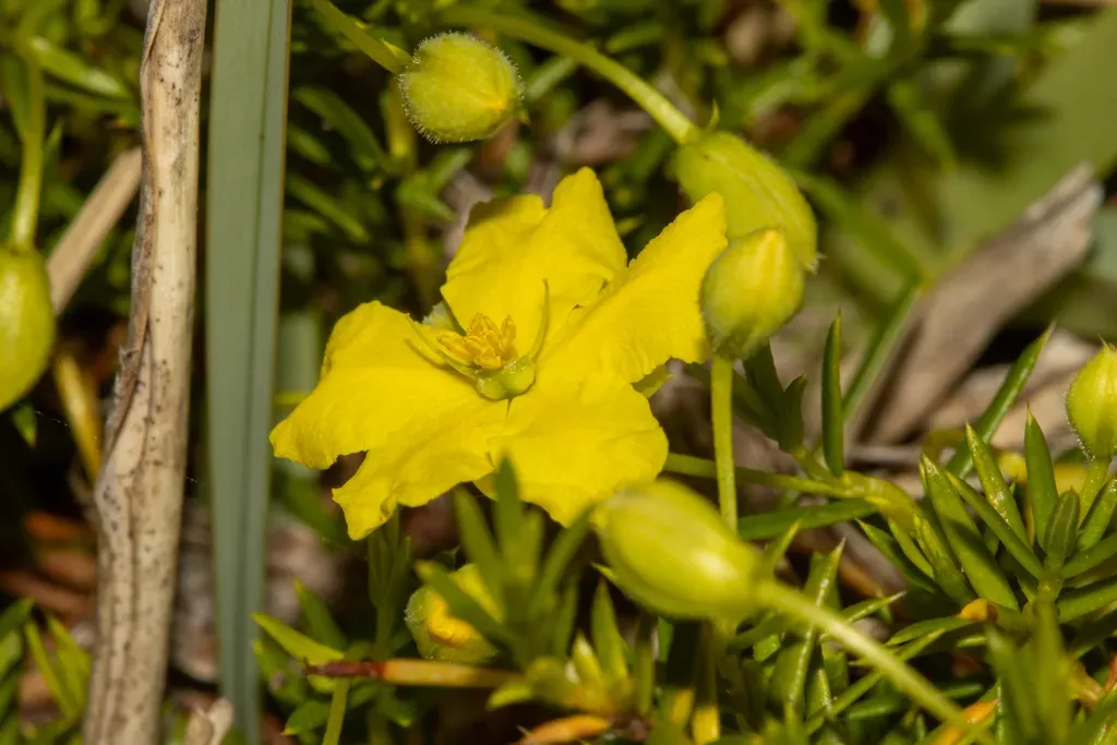 Hibbertia Prorufa