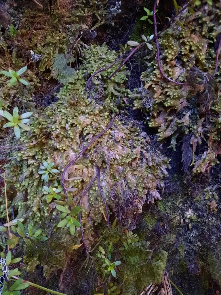 Gottschea Multidentata