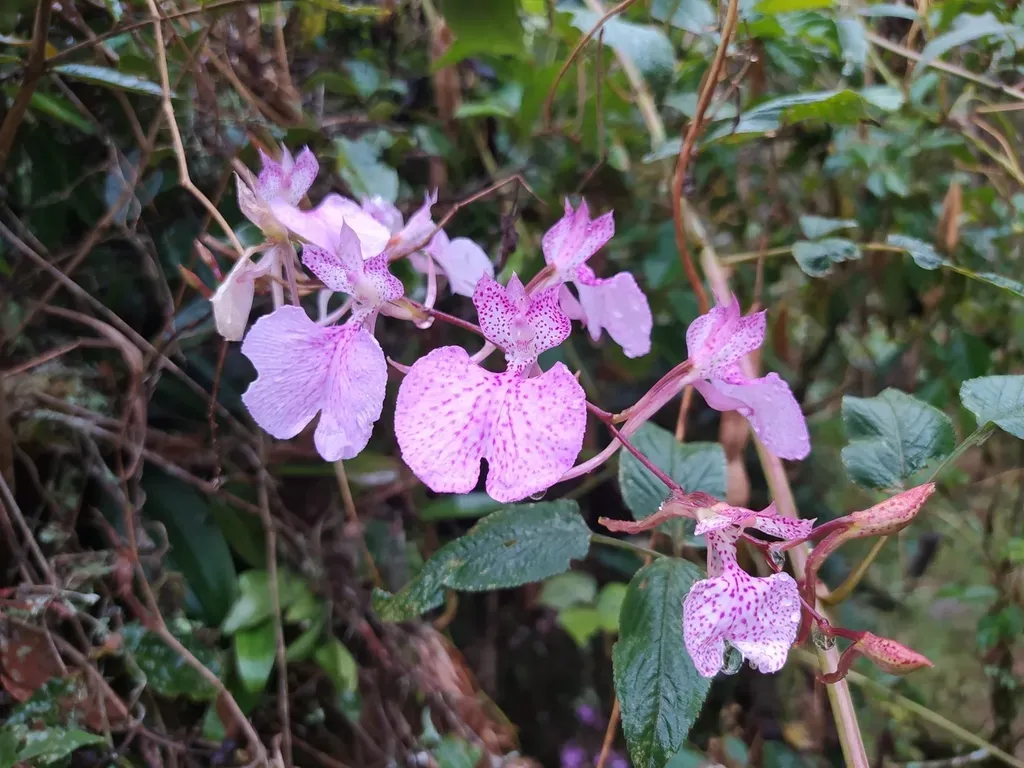 Comparettia Macroplectron