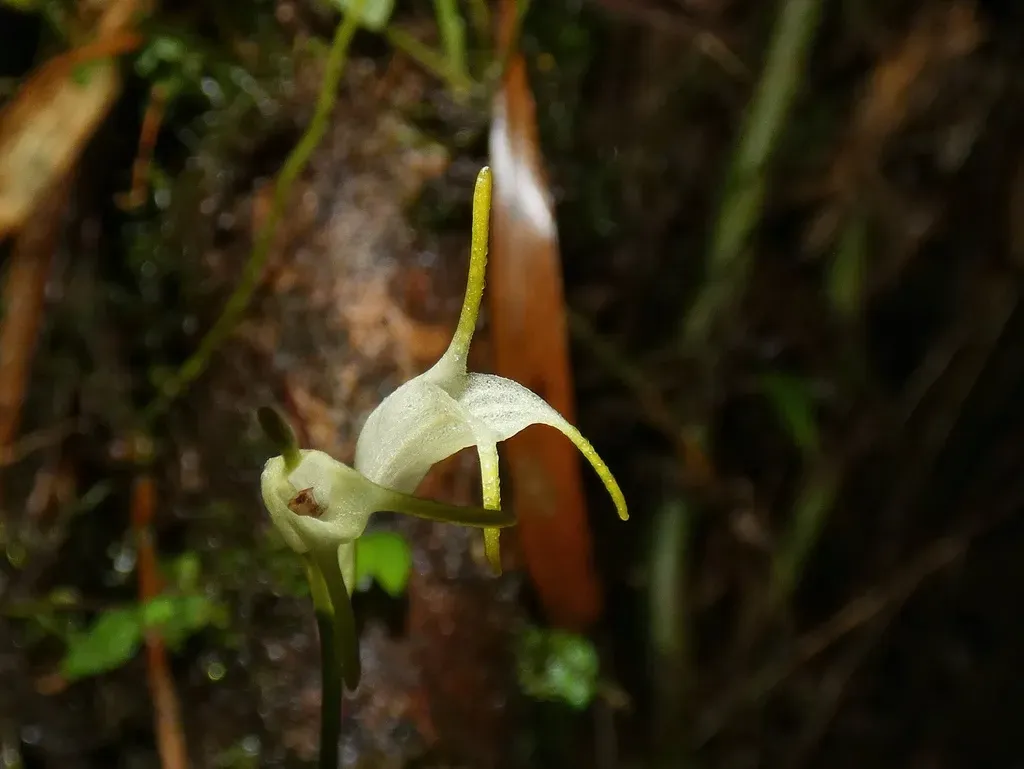 Masdevallia Chontalensis