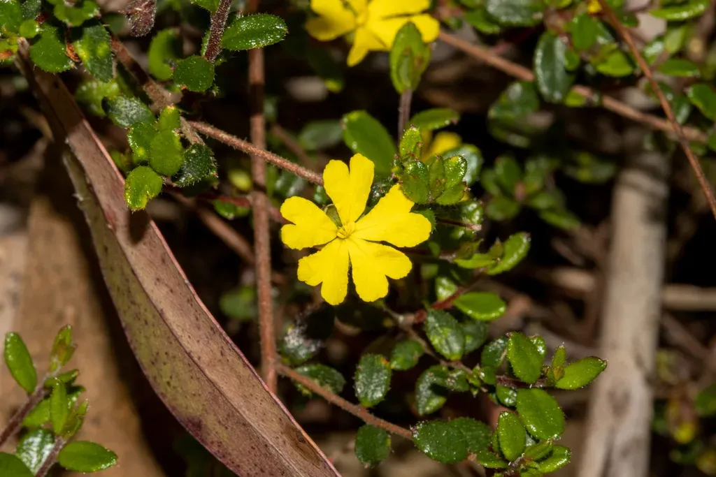 Hibbertia Decumbens
