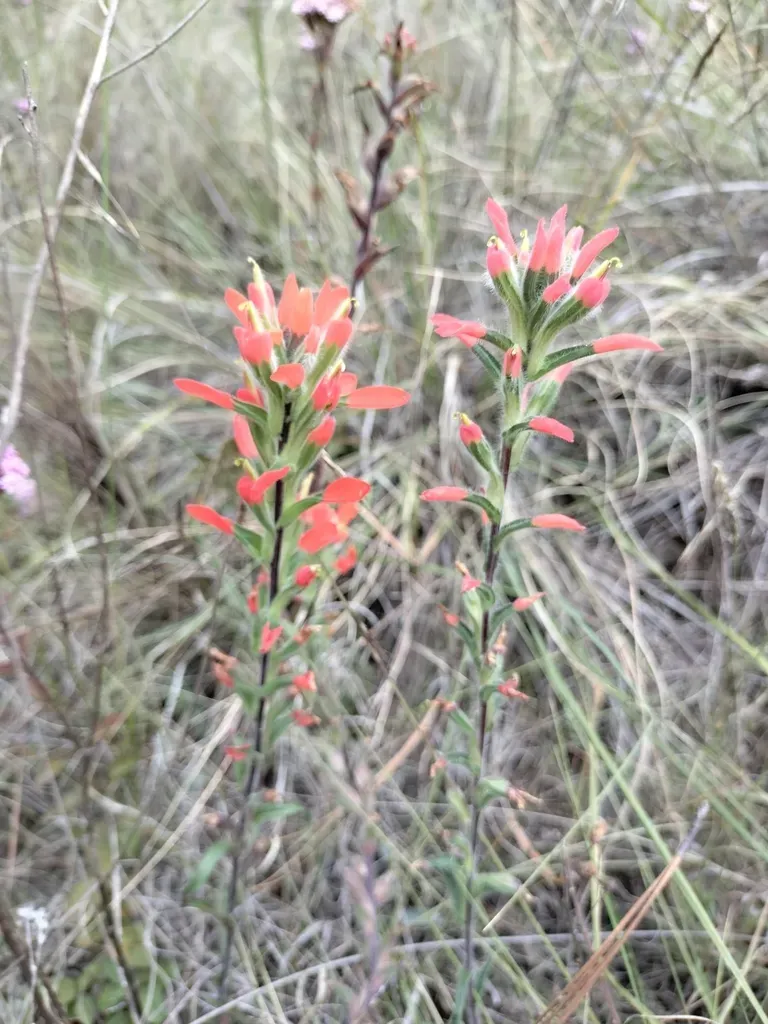 Scorzonera-leafed Paintbrush