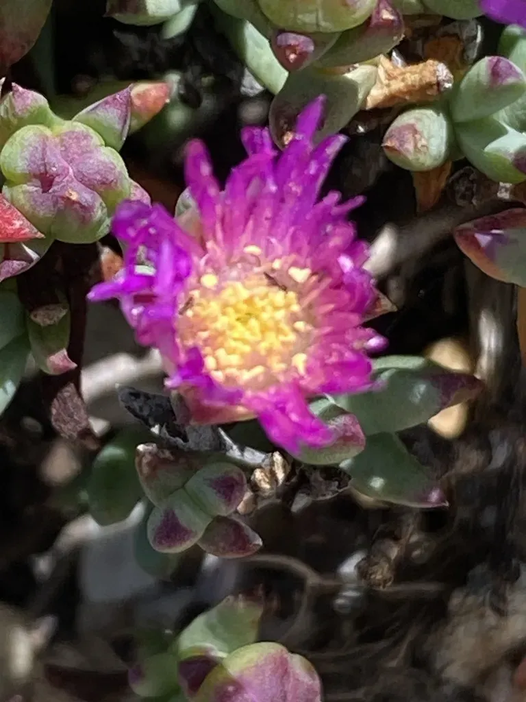 Esterhuysenia Alpina