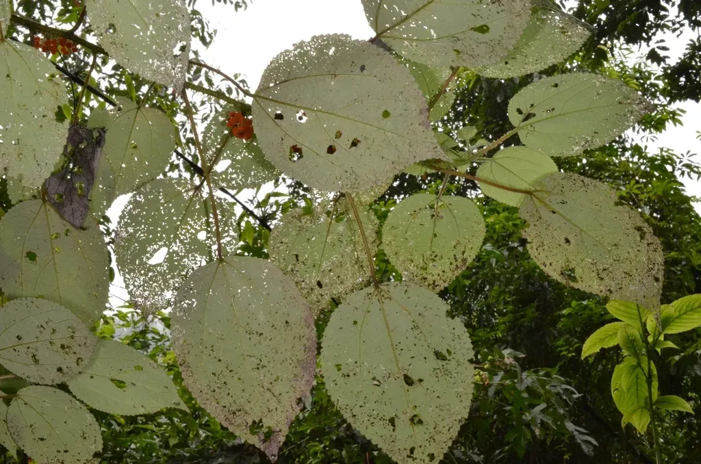 Debregeasia Squamata