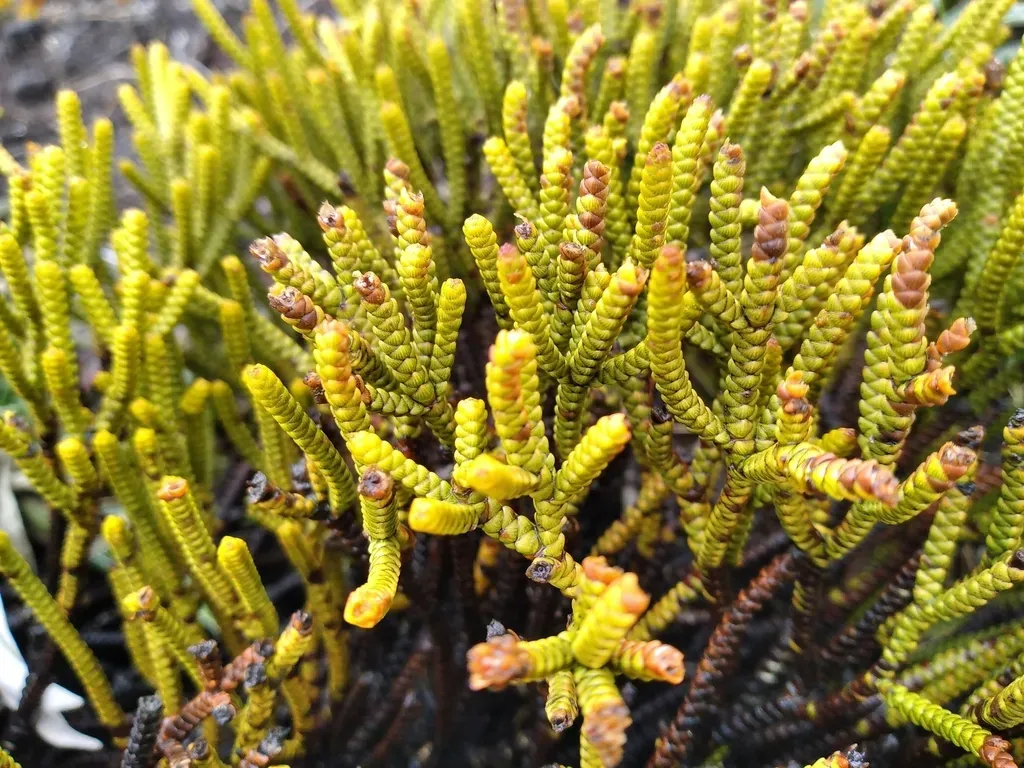 Veronica Poppelwellii