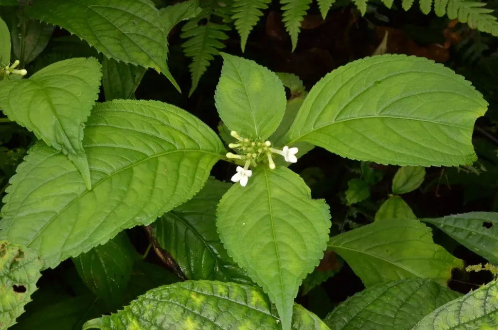 Carlemannia Tetragona