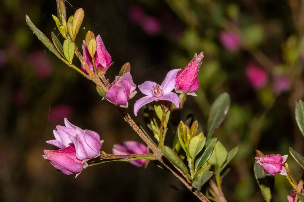 Boronia Rubiginosa