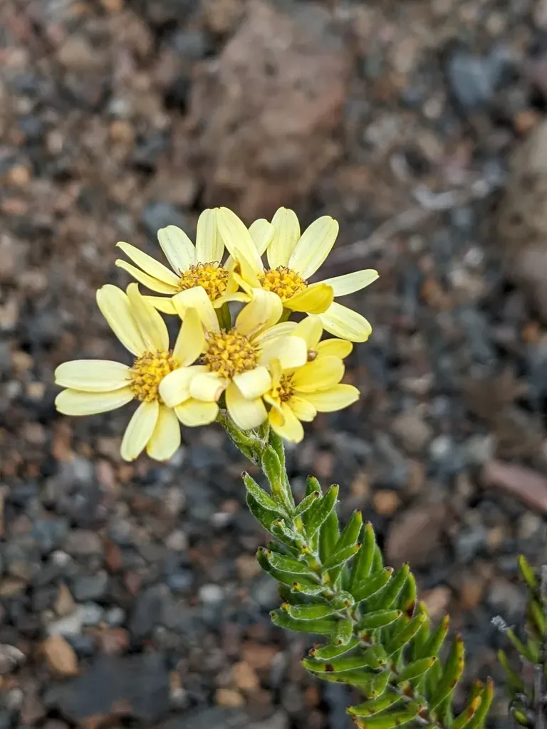 Hubertia Tomentosa
