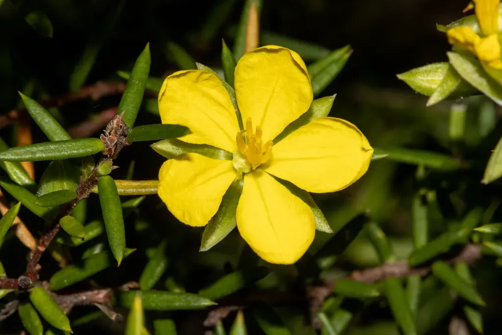 Hibbertia Pustulifolia