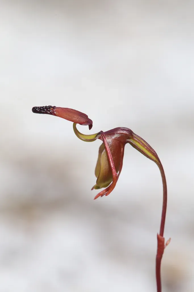 Little Duck Orchid