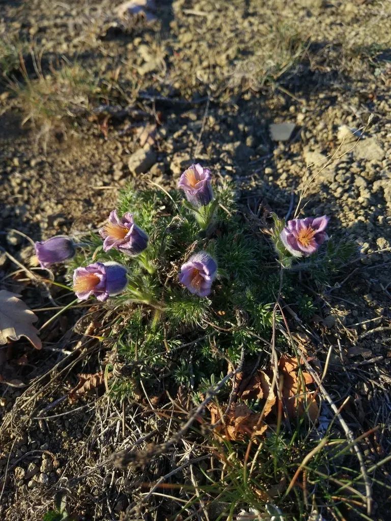 Pulsatilla Georgica