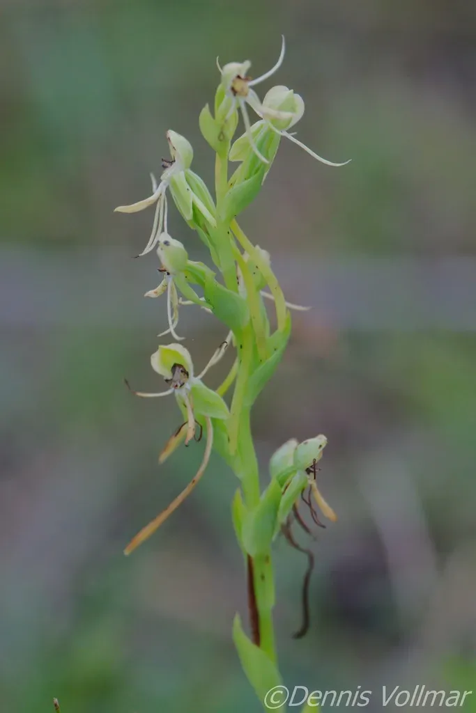 Longhorn Bog Orchid