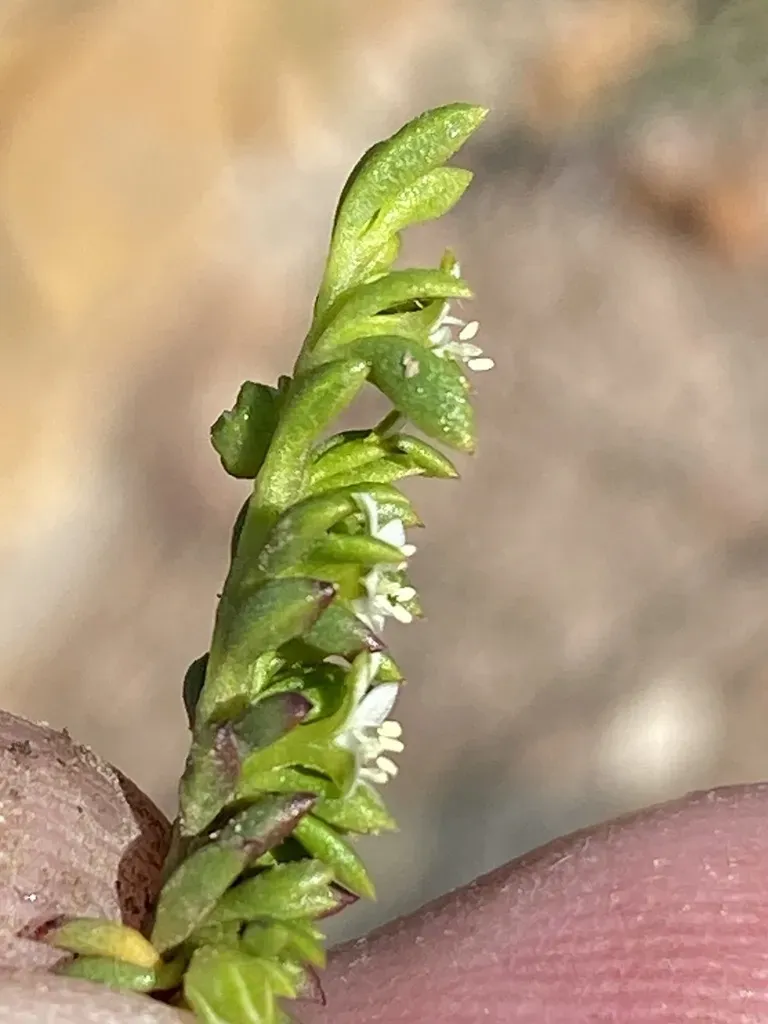 Acrosanthes Parviflora