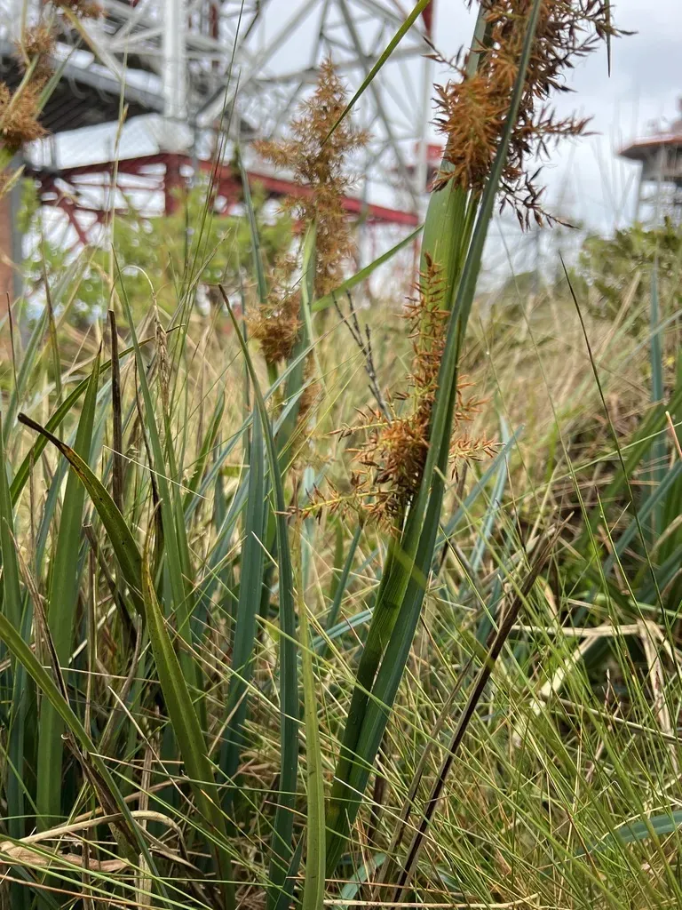 Rhynchospora Ruiziana