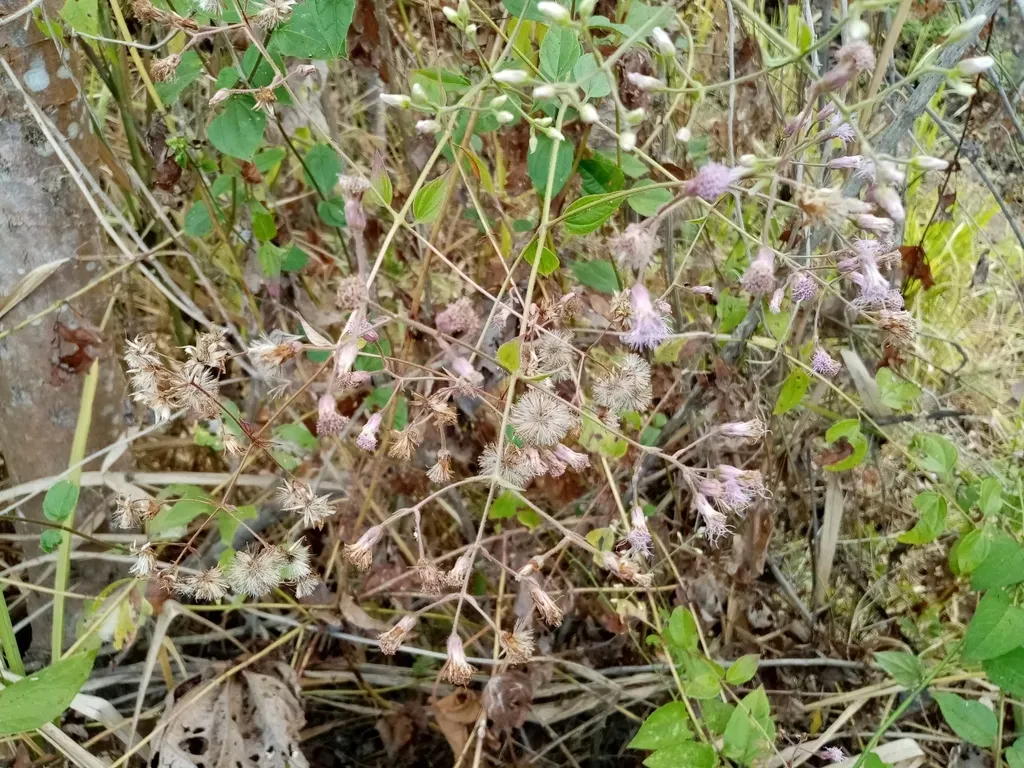 Fleischmannia Microstemon