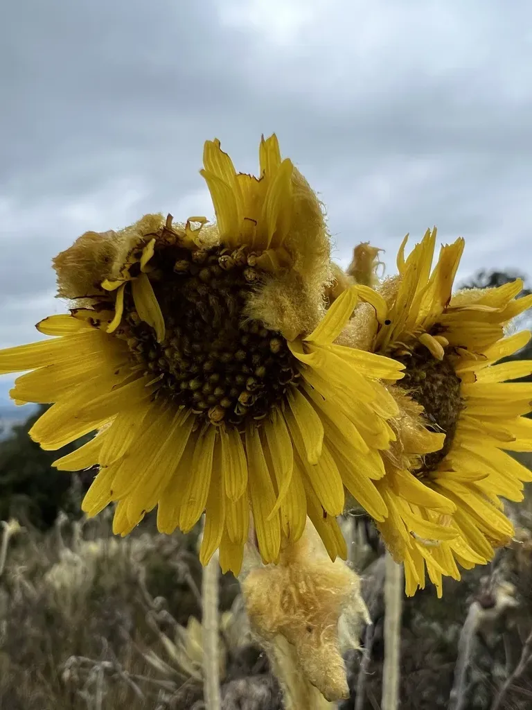 Espeletia Barclayana