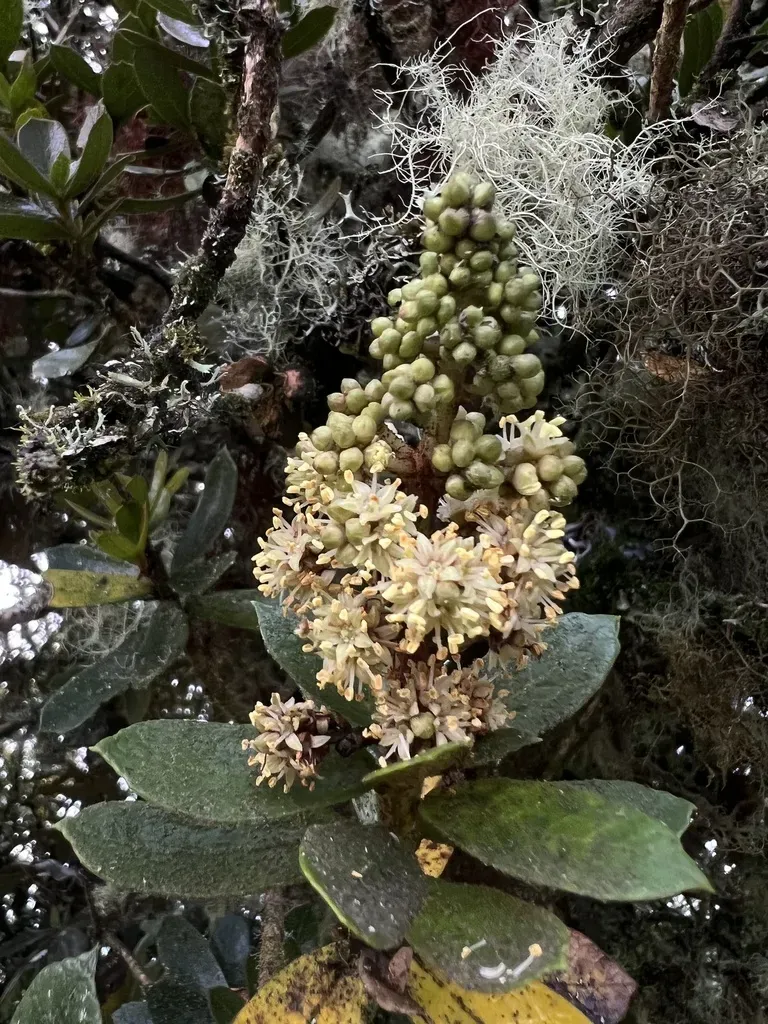 Oreopanax Mutisianus
