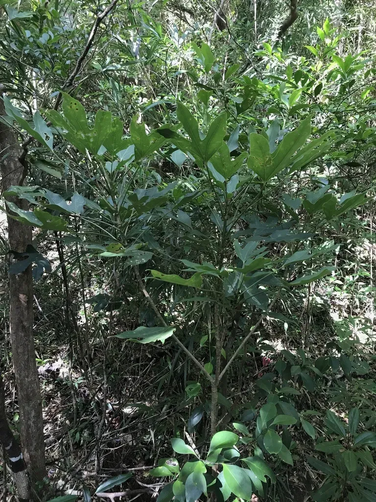 Dendropanax Trifidus