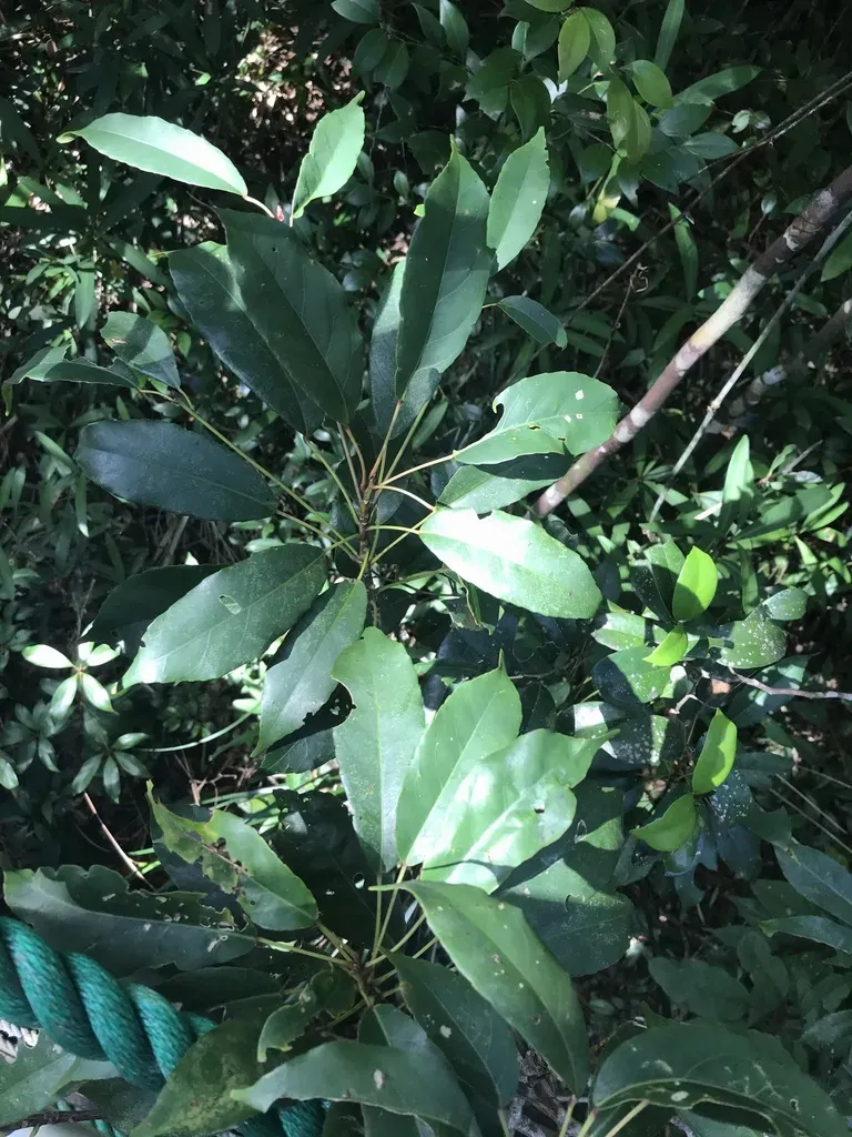 Japanese Blueberry Tree