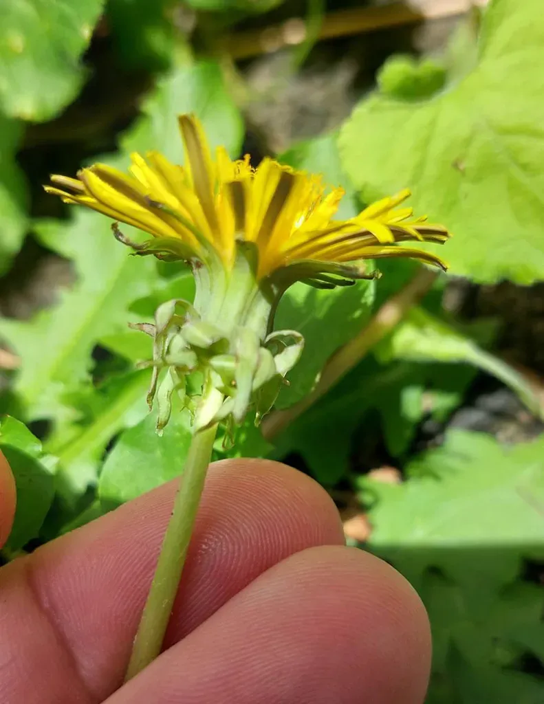 Double-toothed Dandelion