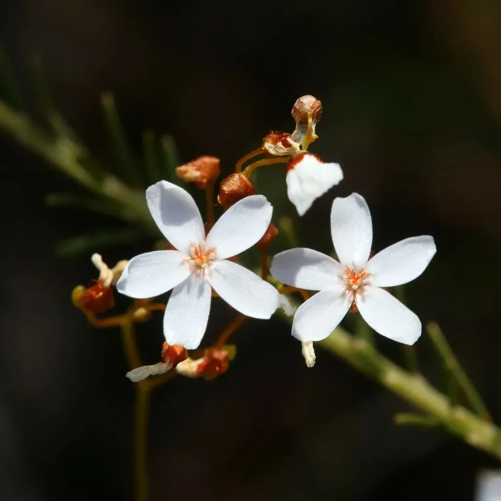 Drosera Myriantha