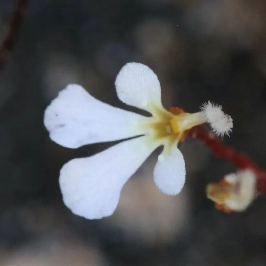 Stylidium Rhipidium