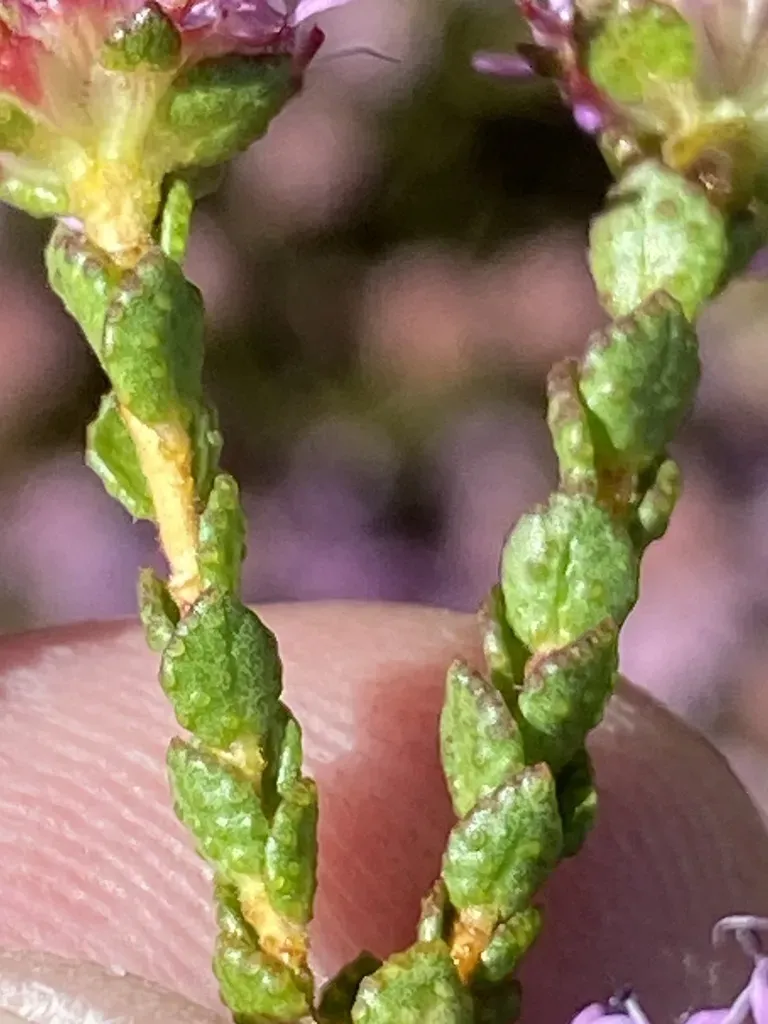 Agathosma Pentachotoma