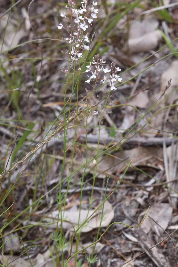 Stylidium Neurophyllum