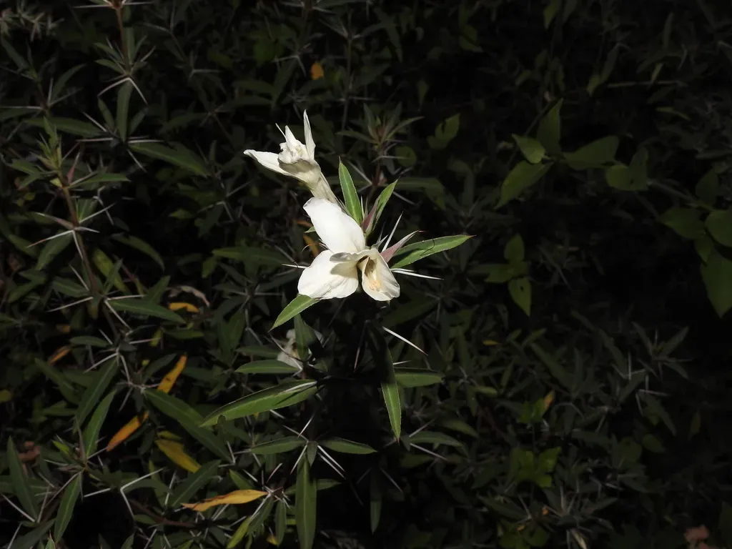 Barleria Cuspidata