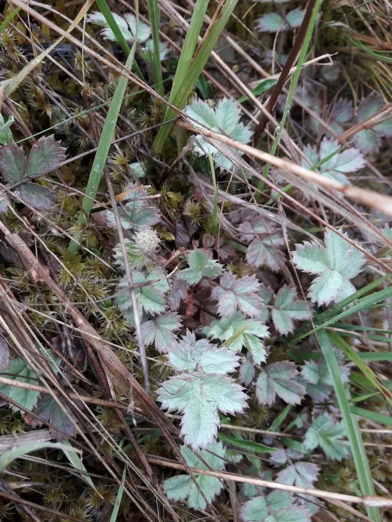 Glaucous Pirri-pirri-bur