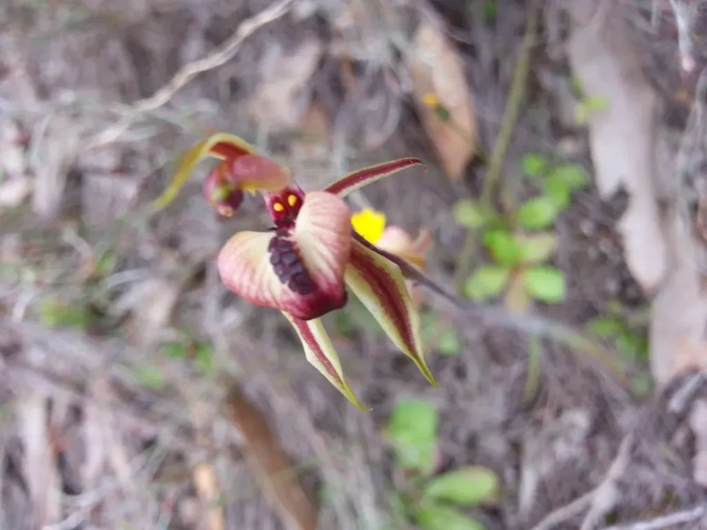 Heart-lipped Spider Orchid
