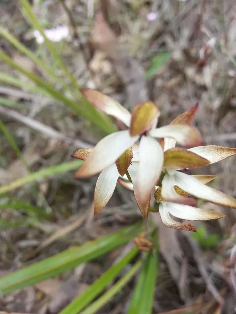 Hooded Caladenia