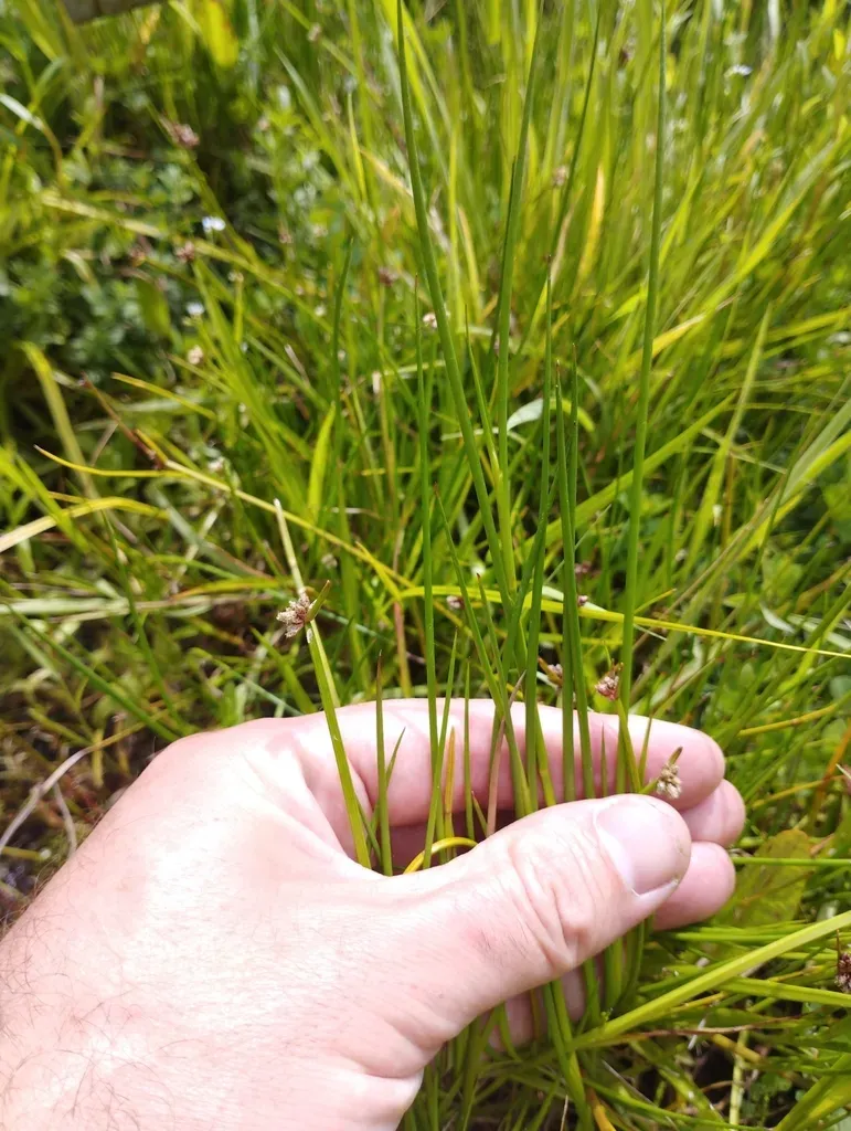 Isolepis Distigmatosa