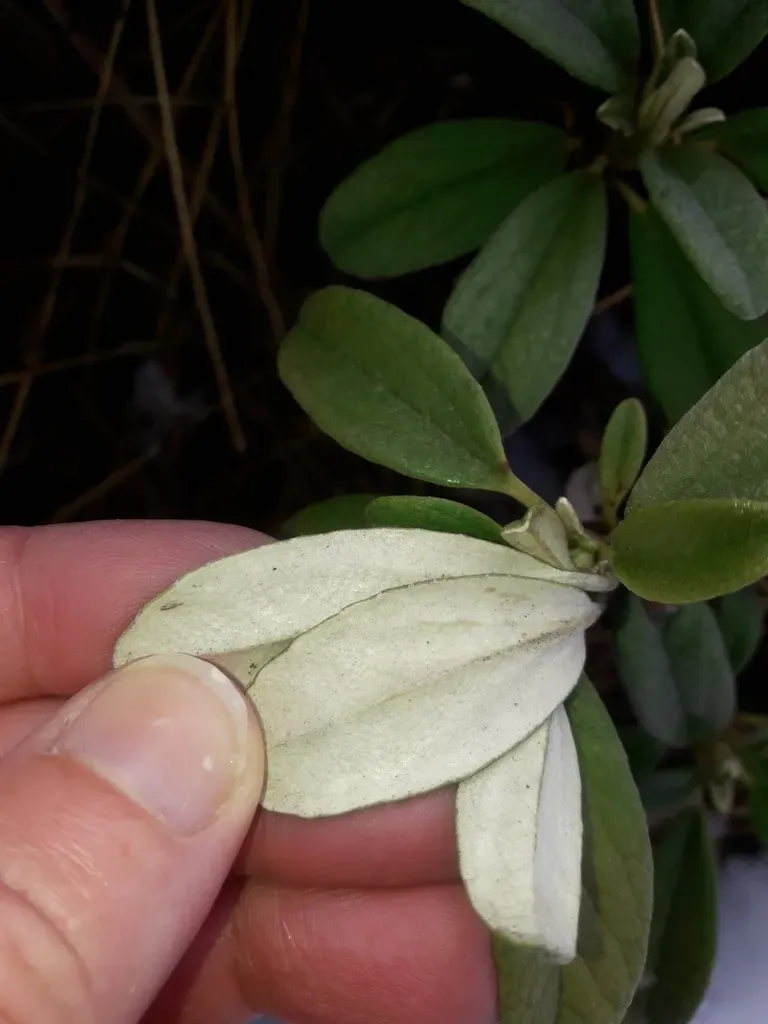 Brachyglottis Revoluta