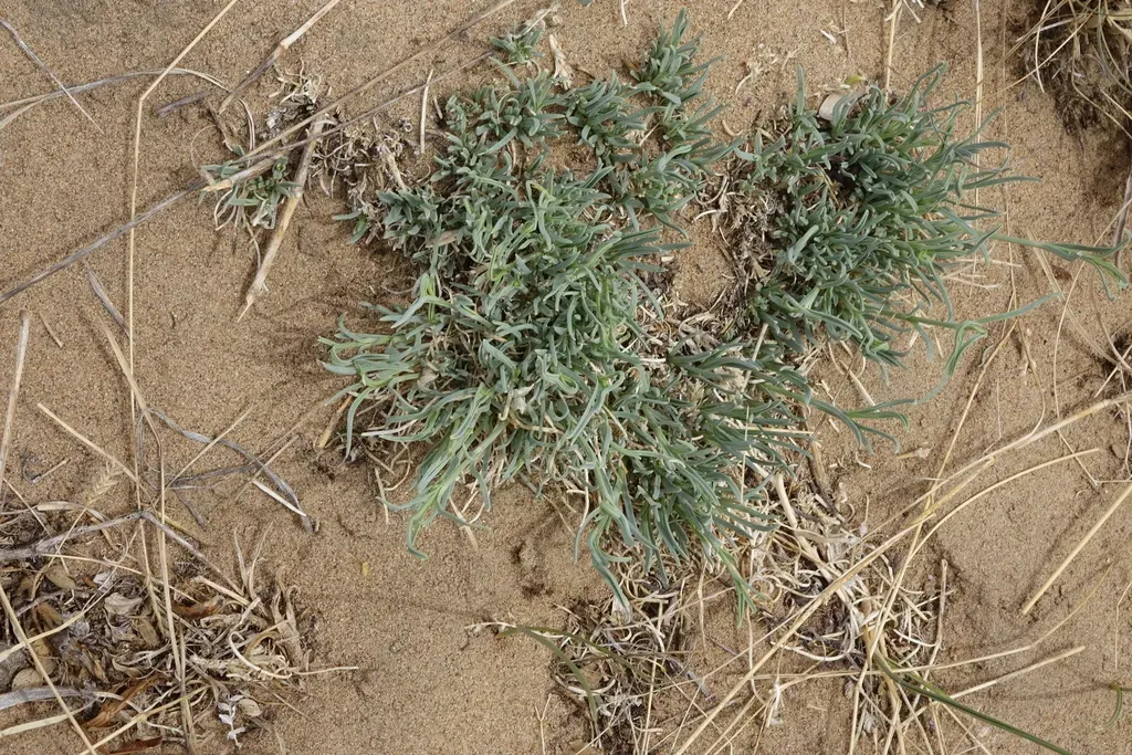 Patrin's Baby's Breath