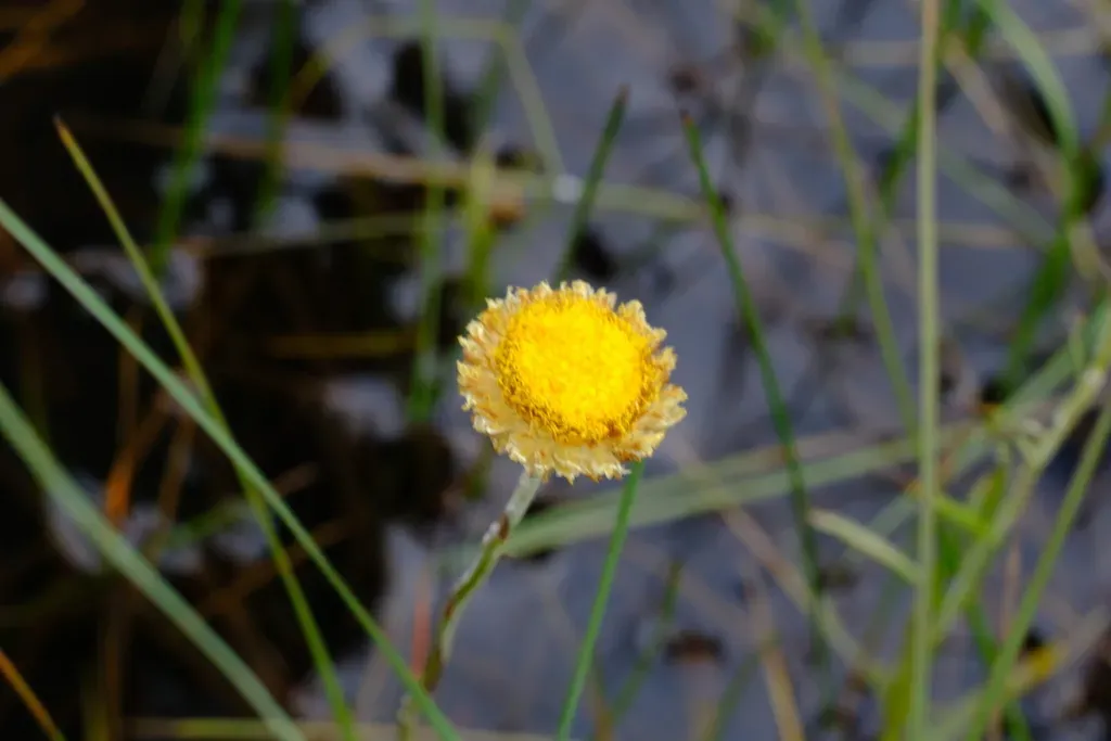 Pale Swamp Everlasting