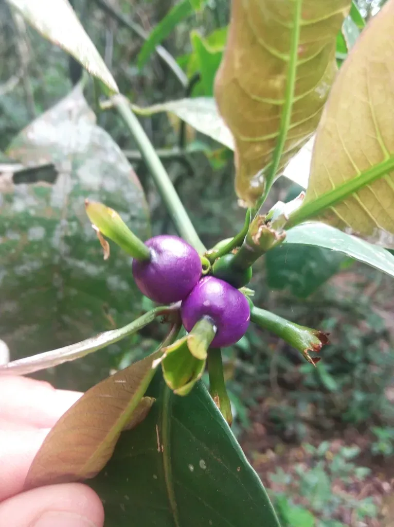 Psychotria Laciniata