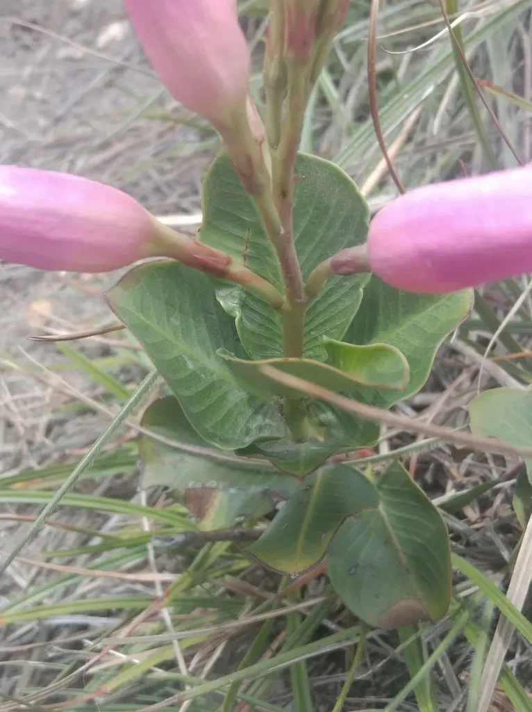 Mandevilla Pohliana