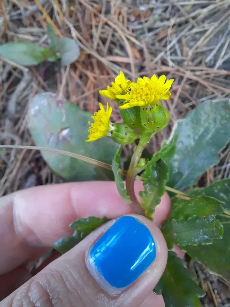 Senecio Marotiri