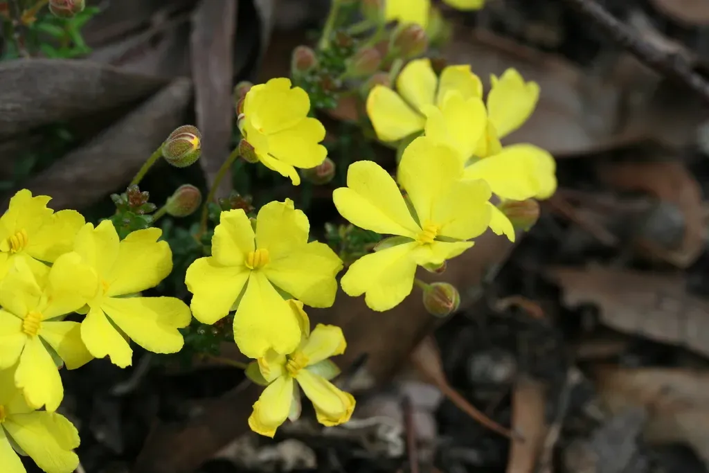 Hibbertia Polyancistra