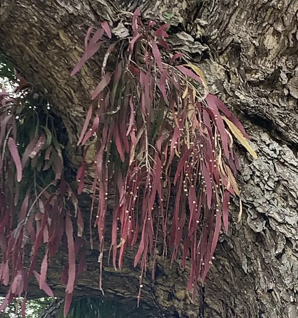Pseudorhipsalis Ramulosa