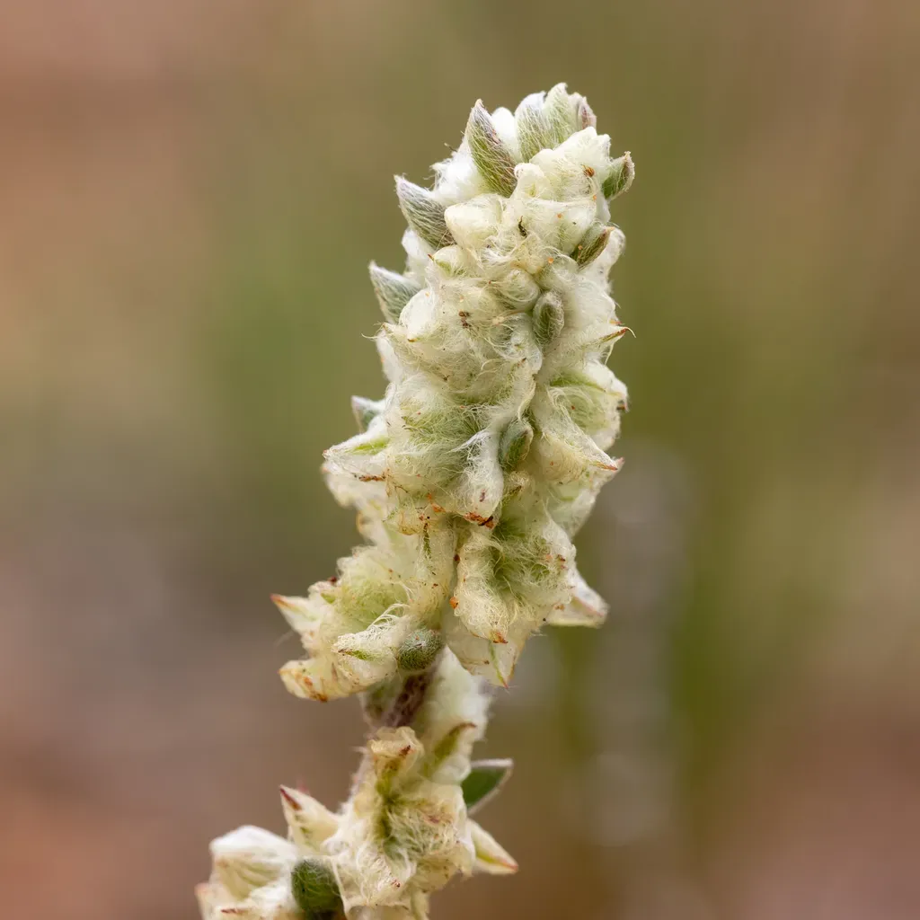 Woolly-fruit Bluebush