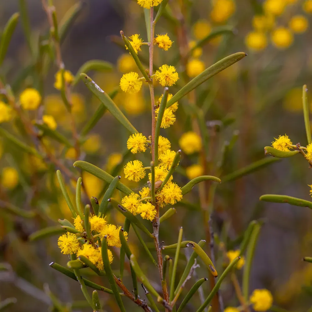Hard-leaf Wattle