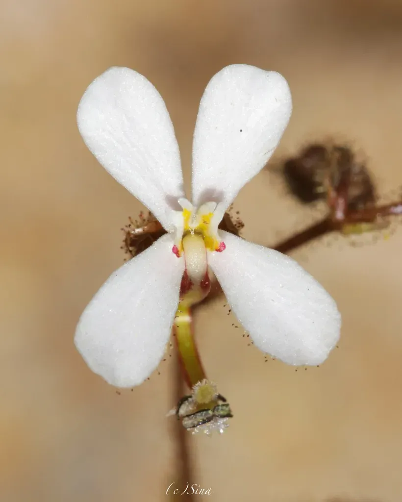 Stylidium Arenicola