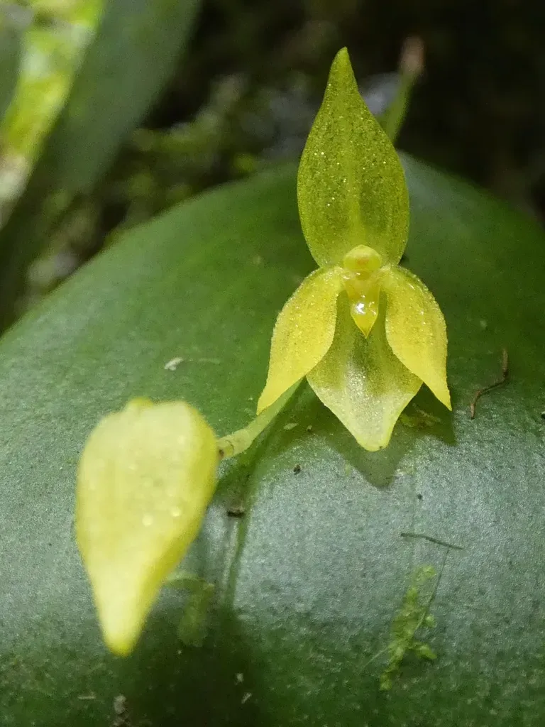 Pleurothallis Rowleei