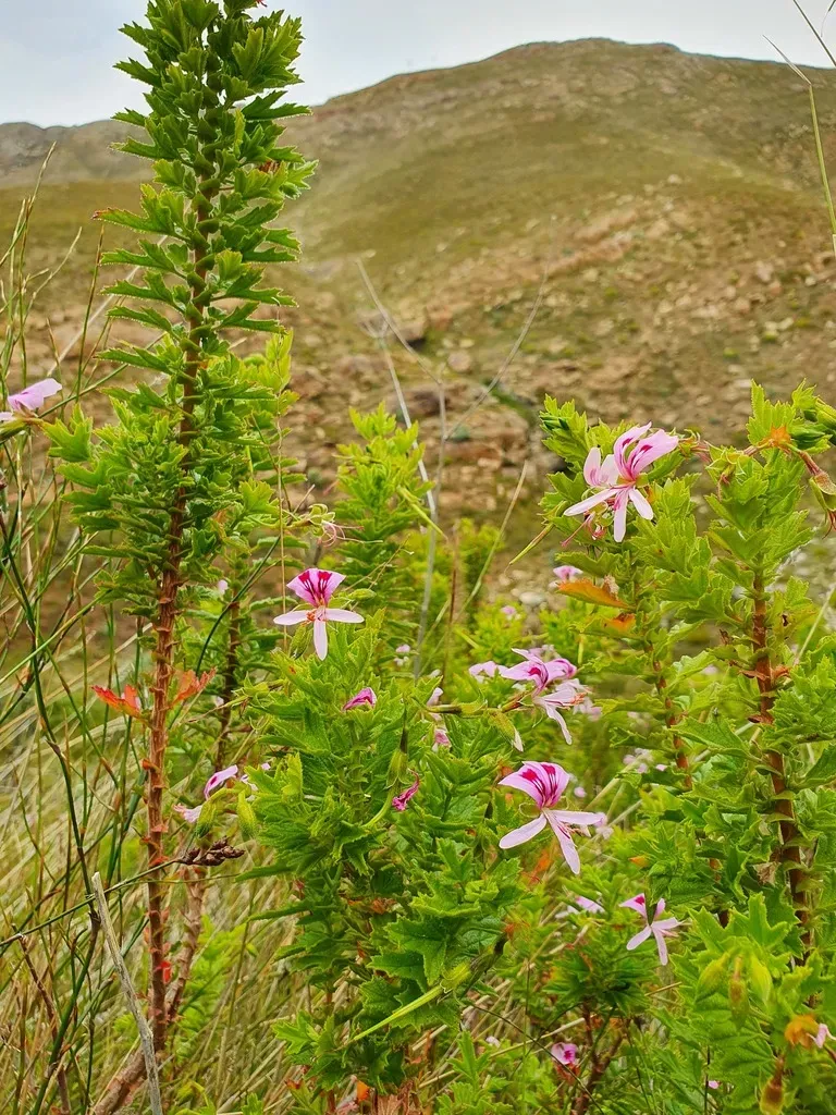 Dollrose Storksbill