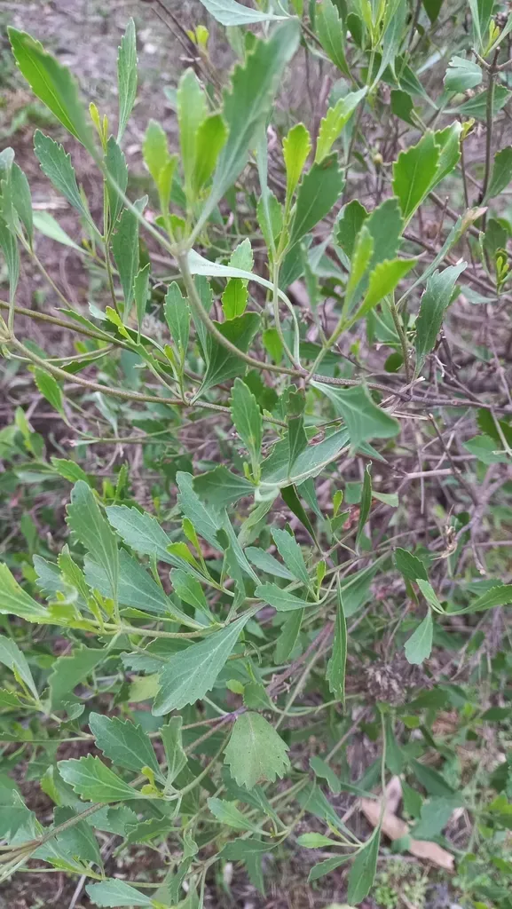 Symphyopappus Casarettoi